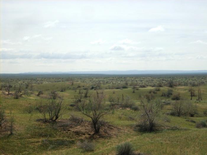 Весна в пустыне. 